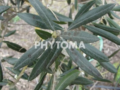 Cycloconium oleaginum